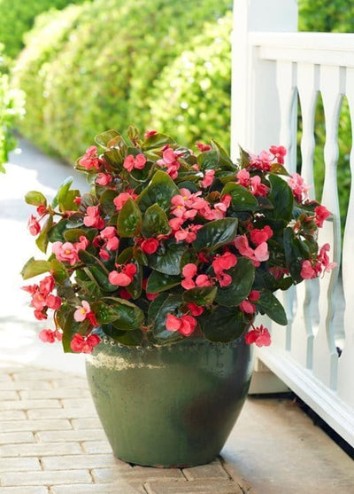 Plant’s Nirvana Indoor Plants Begonia Buy Begonia Plant Online-Urban Plants