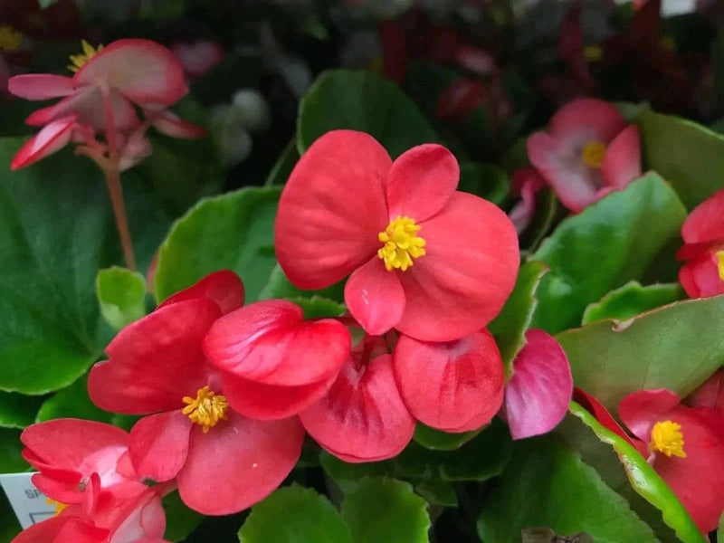 Plant’s Nirvana Indoor Plants Begonia Buy Begonia Plant Online-Urban Plants