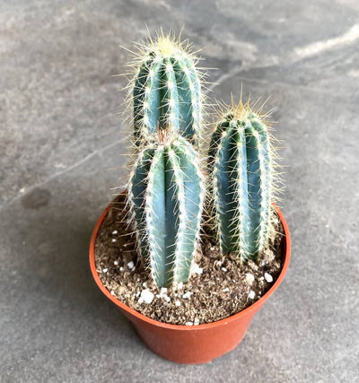 Plant’s Nirvana Indoor Plants Blue Columnar Cactus Buy Blue Columnar Cactus Online-Urban Plants