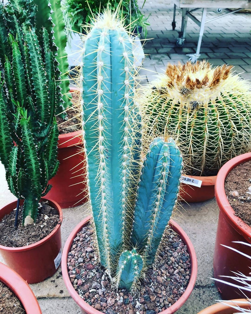 Plant’s Nirvana Indoor Plants Blue Columnar Cactus Buy Blue Columnar Cactus Online-Urban Plants