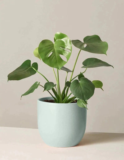 Plant’s Nirvana Indoor Plants Monstera broken heart Buy Monstera broken heart Plant Online