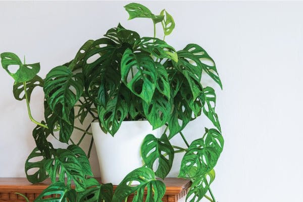 Plant’s Nirvana Indoor Plants Monstera broken heart Buy Monstera broken heart Plant Online