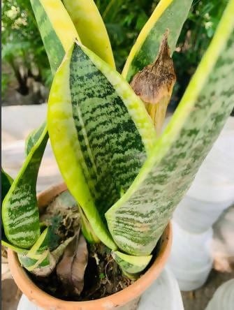 Plant’s Nirvana Indoor Plants Sansevieria Thailand (Snake plant)