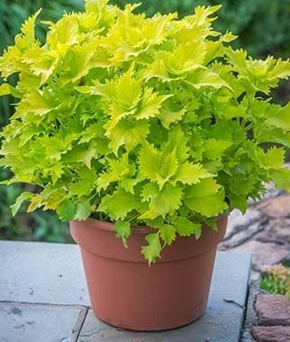 Plant’s Nirvana Outdoor/Indoor Plants Coleus green Buy Coleus Plant Online