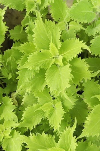 Plant’s Nirvana Outdoor/Indoor Plants Coleus green Buy Coleus Plant Online 