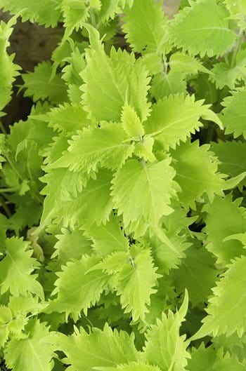 Plant’s Nirvana Outdoor/Indoor Plants Coleus green Buy Coleus Plant Online