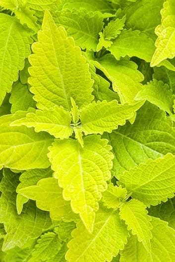 Plant’s Nirvana Outdoor/Indoor Plants Coleus green Buy Coleus Plant Online
