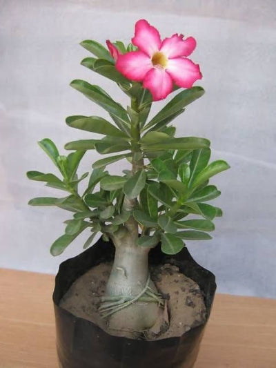 Plant’s Nirvana Outdoor Plant Desi Adenium Buy Desi Adenium Plant Online 