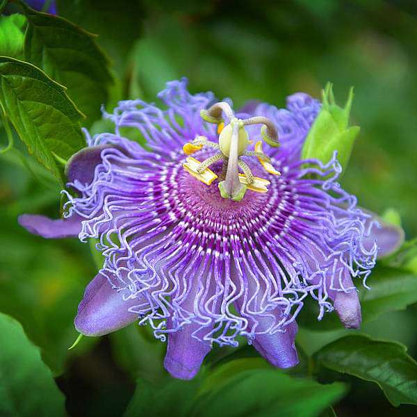 Plant’s Nirvana Outdoor Plant Krishna Kamal Buy Krishna Kamal Plant Online