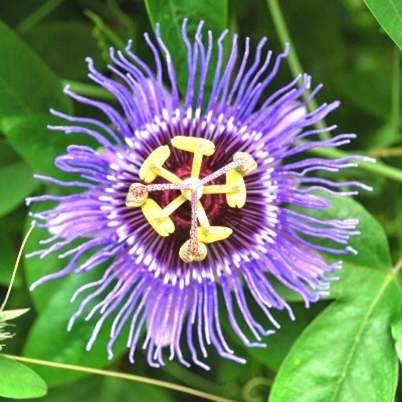 Plant’s Nirvana Outdoor Plant Krishna Kamal Buy Krishna Kamal Plant Online