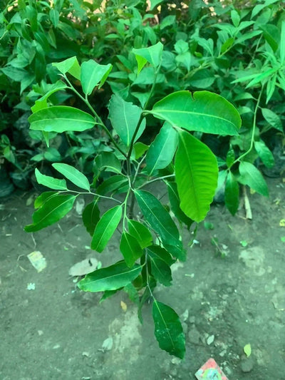 Plant’s Nirvana Outdoor Plants Ashoka pendula Buy Ashoka pendula Plant Online 