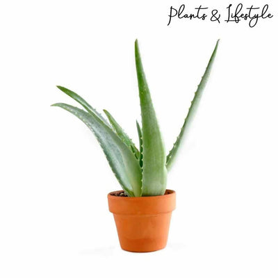 Plants and Lifestyle Plant Aloevera Plant Buy Aloevera Plant-Medicinal Plant Online