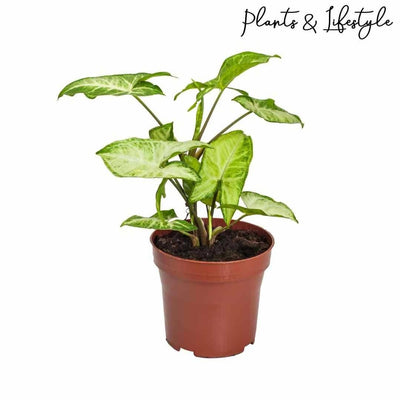 Plants and Lifestyle Plant Green Syngonium Buy Green Syngonium Plant Online- Urban Plants