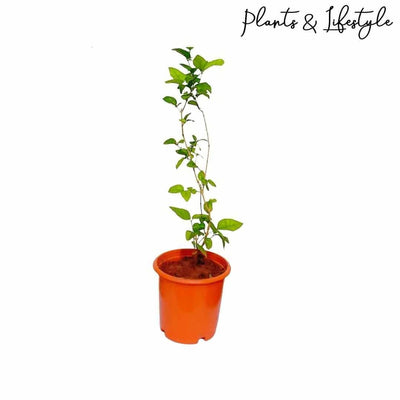 Plants and Lifestyle Plant Jasmine Plant Buy Jasmine Plant Online from Urban Plants
