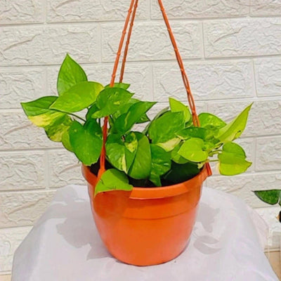 Plants and Lifestyle Plant Money Plant Buy Green pothos Money Plant Online