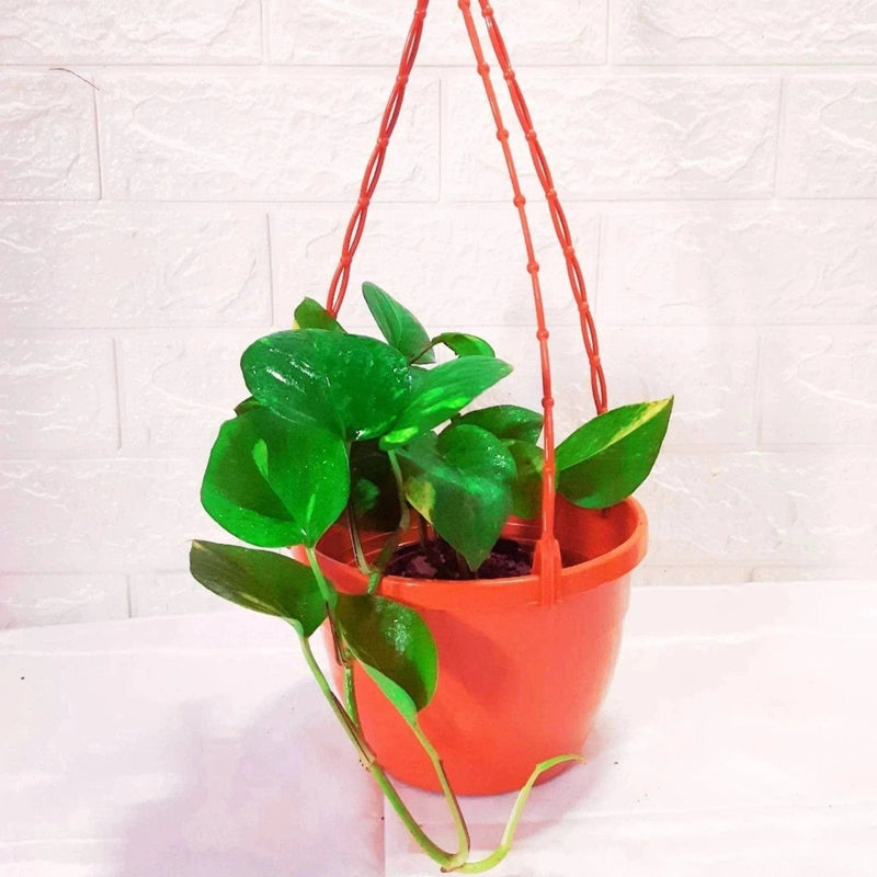 Plants and Lifestyle Plant Money Plant Buy Green pothos Money Plant Online