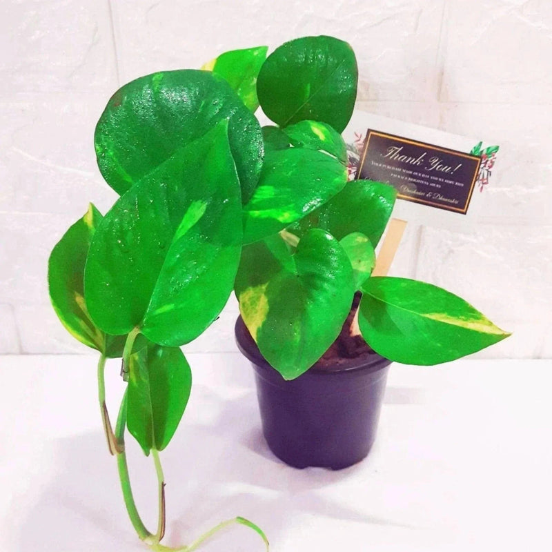 Plants and Lifestyle Plant Money Plant Buy Green pothos Money Plant Online