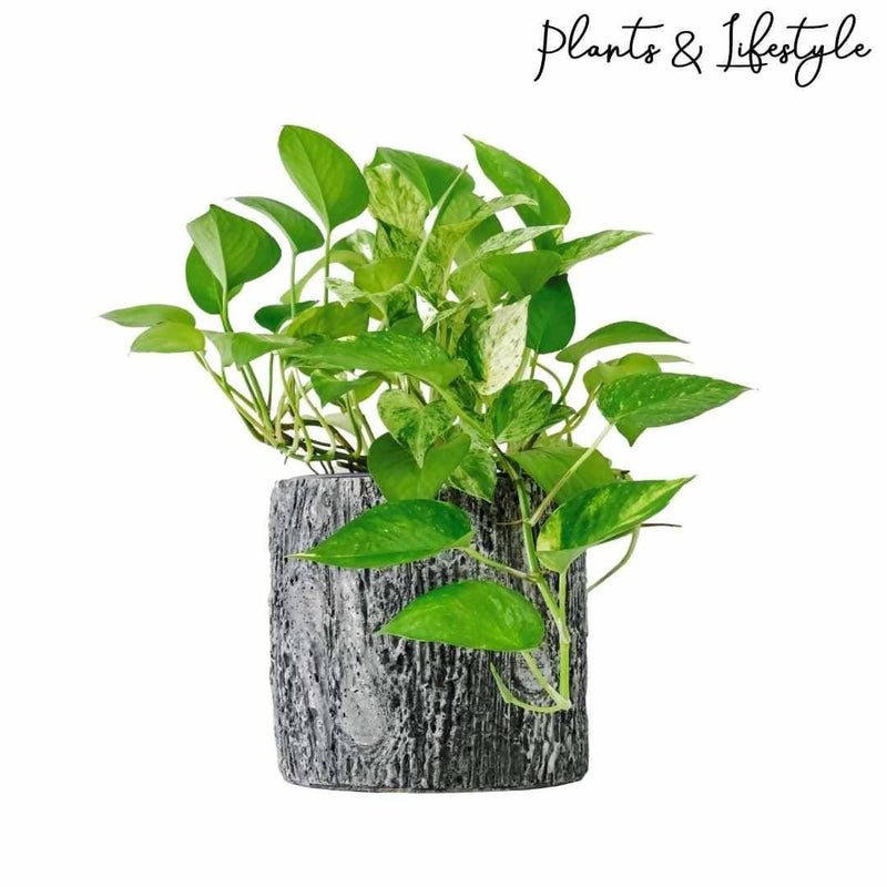 Plants and Lifestyle Plant Money Plant Buy Green pothos Money Plant Online