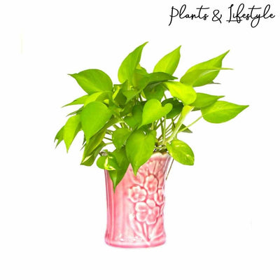 Plants and Lifestyle Plant Neon Money Plant Buy Neon Money Plant Online