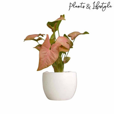Plants and Lifestyle Plant Pink Syngonium Plant Buy Pink Syngonium Plant Online