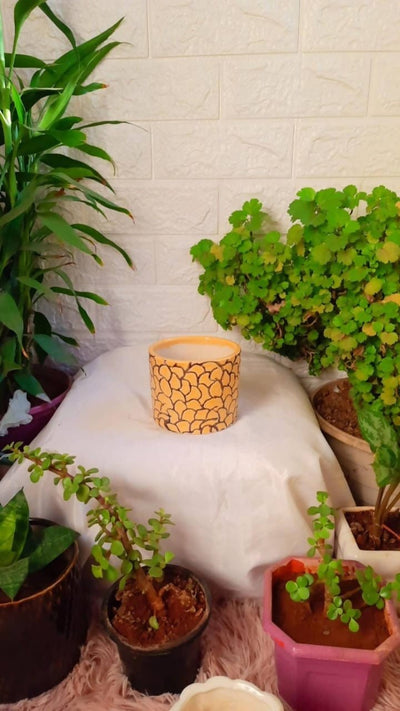 Plants and Lifestyle Pot Yellow Printed Round Ceramic Pot Buy Printed Ceremic Pot Online from Urban Plants
