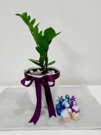 Plants PARADISE India Live Plant ZZ Eternity Plant Gift ZZ Eternity Plant Gift