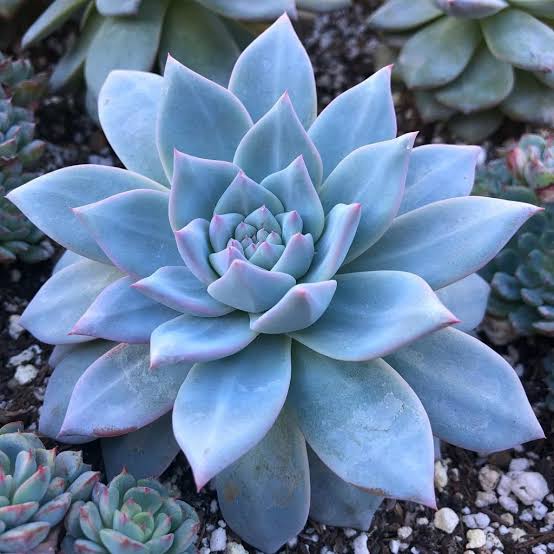 plantspot Succulent Echeveria Blue Bird Succulent Buy Echeveria Blue Bird Succulent