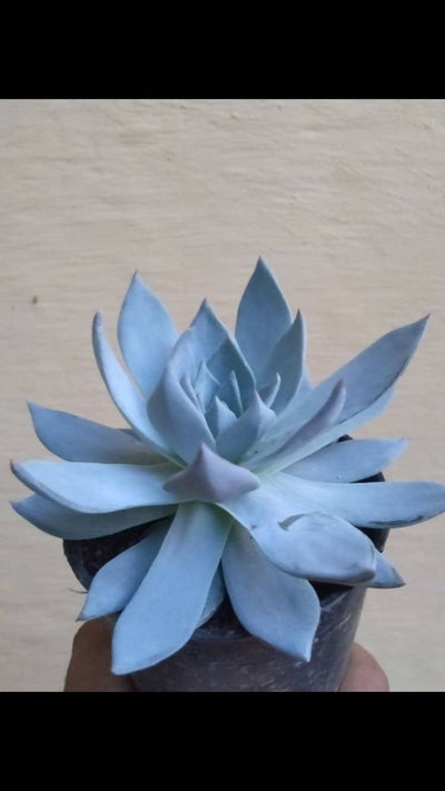 plantspot Succulent Echeveria Blue Bird Succulent - Set of 5 Buy Echeveria Blue Bird Succulent Online