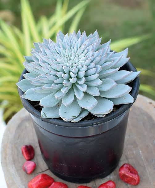 plantspot Succulent Echeveria Blue Bird Succulent - Set of 5 Buy Echeveria Blue Bird Succulent Online