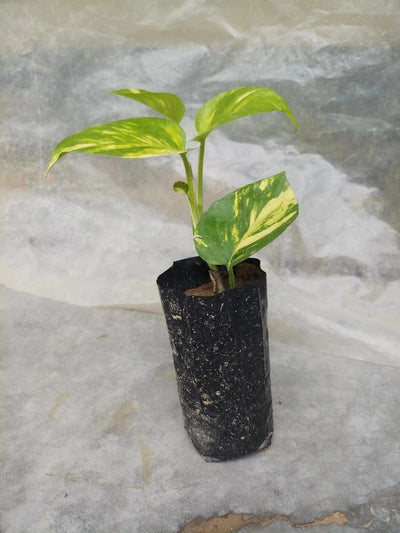 Pratyusha Nursery Plant 10 pcs Money Plant