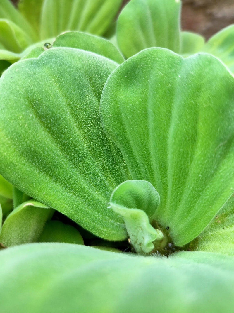 Praveen Kumar Saini Water plants Water lettuce Buy Water lettuce