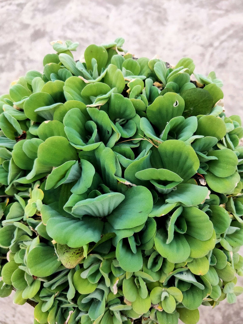 Praveen Kumar Saini Water plants Water lettuce Buy Water lettuce