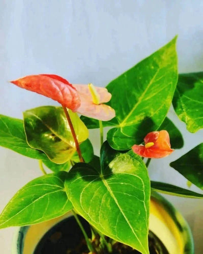 Prayas Nursery PLANT Anthurium Anthurium-Urban plants