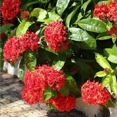 Prayas Nursery PLANT Ixora