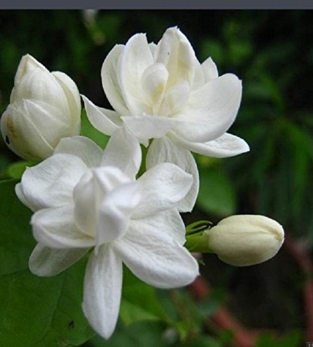 Prayas-Nursery-Jasmine-Urban-Plants