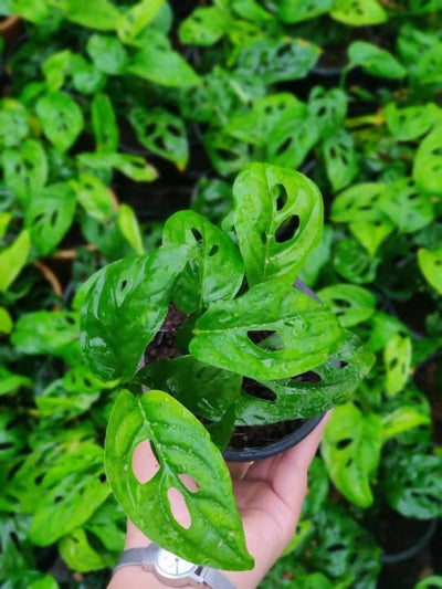 Prayas Nursery PLANT Monstera Broken Heart