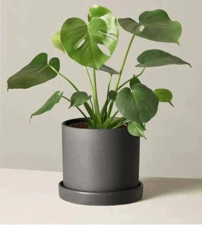 Prayas Nursery PLANT Monstera delicosa