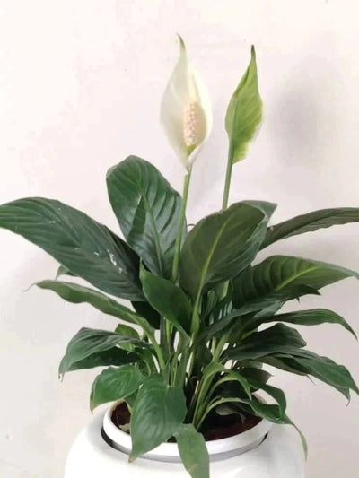 Prayas Nursery PLANT Peace lilly