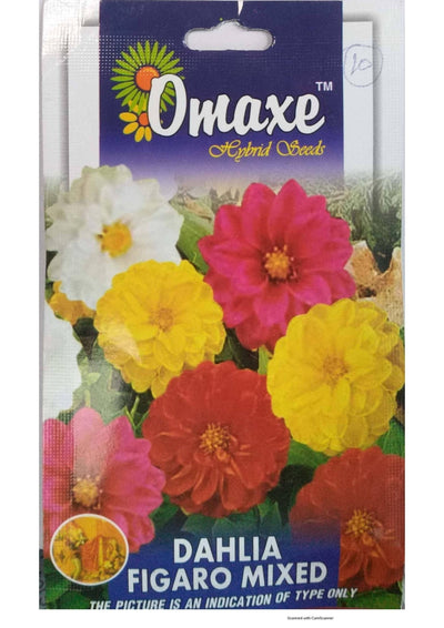 Prayas Nursery Seeds Dahlia Figaro Mix seeds