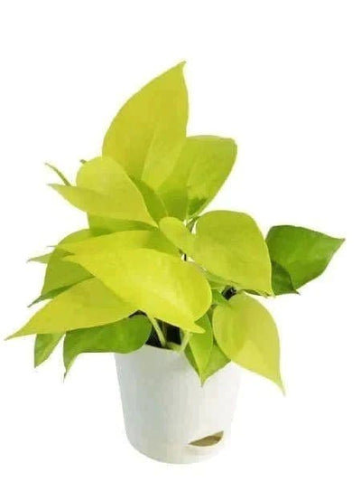 RB Plants Nursery Indoor plant Golden Money plant Golden Money plant-Urban Plants