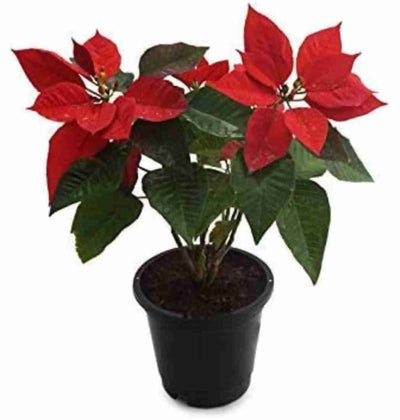 RB Plants Nursery Indoor plant Poinsettia