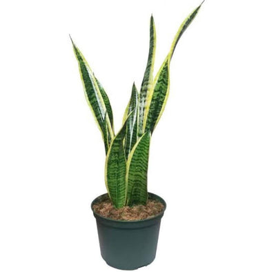 RB Plants Nursery Indoor Plant Snake plant Buy Snake plant Online