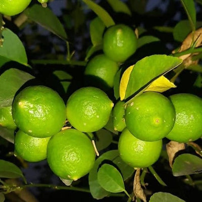Revolving-earth-agro-Plant-Lemon-plant-( Kagzi baramasi, seedless )-Nimboo,-Lemon-Tree-Plant-Urban-Plants