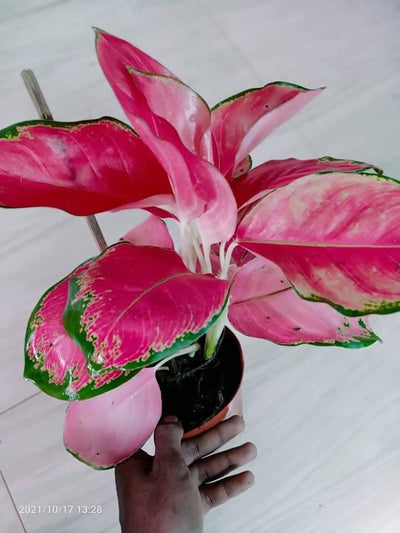 SCR Gardens Indoor plants RED MAJESTY aglaonema