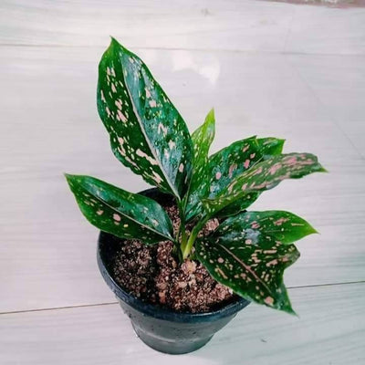 SCR Gardens Plant Pink Dalmation aglaonema