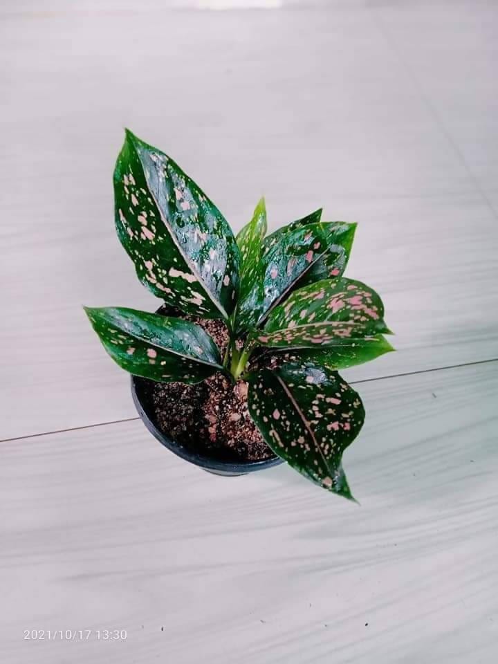 SCR Gardens Plant Pink Dalmation aglaonema