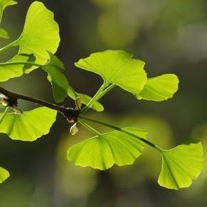 Sheikh Gulzar Plant Ginkgo biloba Ginkgo biloba-Urban Plants