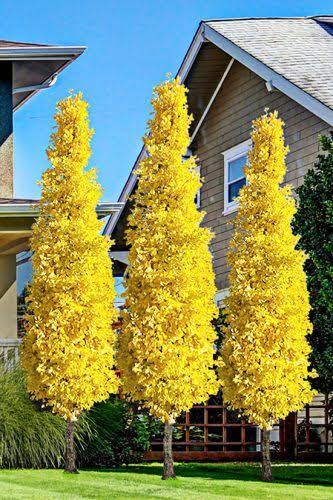 Sheikh Gulzar Plant Ginkgo biloba Ginkgo biloba-Urban Plants