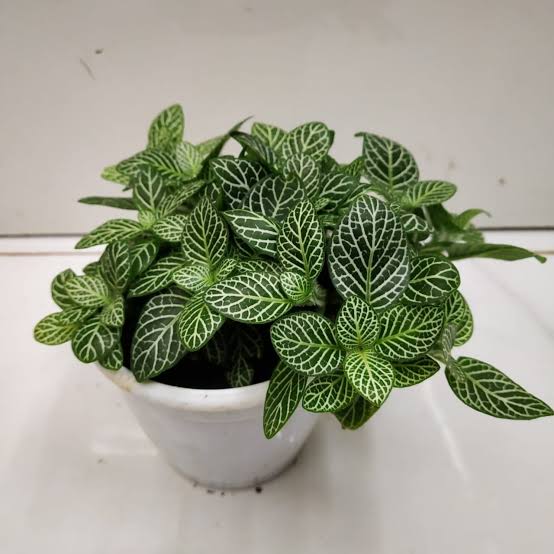 Sindhuja Martha INDOOR PLANT Fittonia Albivenis, Nerve Plant Buy Fittonia Albivenis, Nerve  Plant Online In Hyderabad