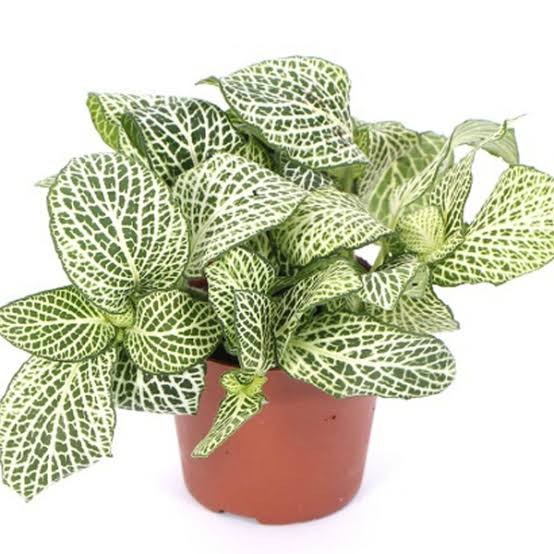Sindhuja Martha INDOOR PLANT Fittonia Albivenis, Nerve Plant Buy Fittonia Albivenis, Nerve  Plant Online In Hyderabad